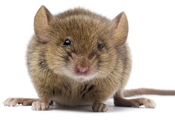 mouse animal png